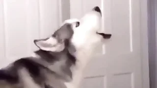 Furry Gay XXX 20